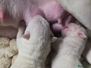 English Bull Terrier dogs 2 female english bull terrier puppies - Advert 1