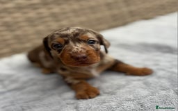 Dachshund dogs for sale: 3 Gorgeous Girl Dachshund Puppies  - Image 5