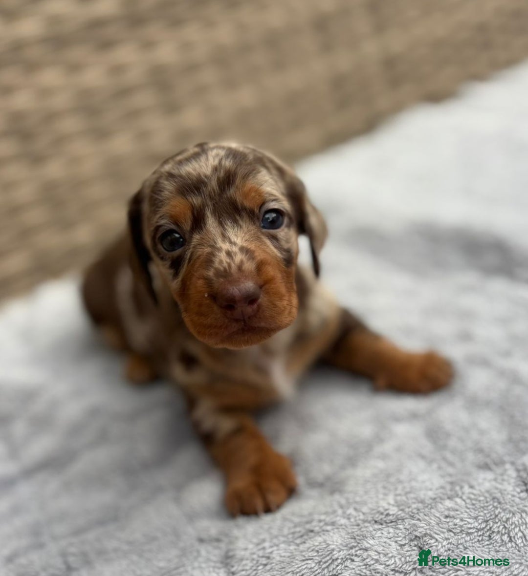 Dachshund dogs for sale: 3 Gorgeous Girl Dachshund Puppies  - Image 5
