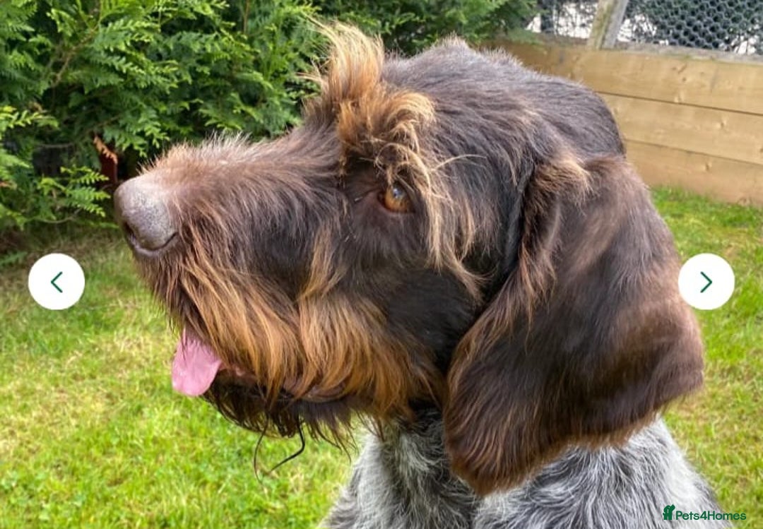 German Wirehaired Pointer dogs for sale: Quality German wirehaired pointer pups. - Image 31