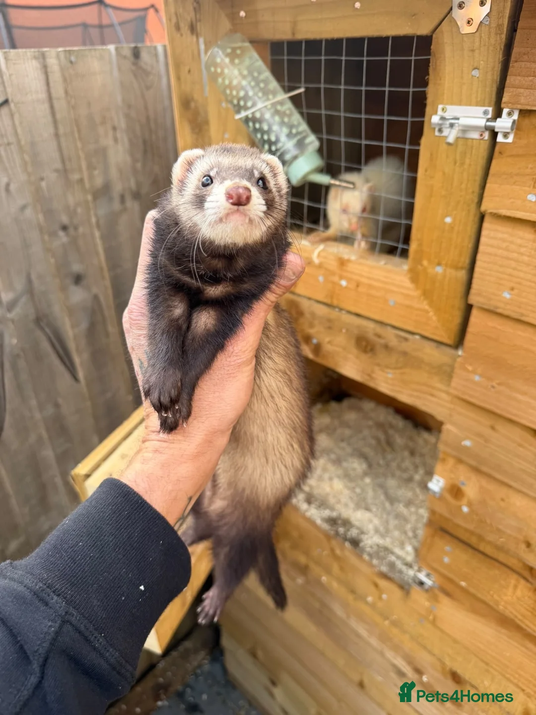Ferret rodents for sale: 8 ferrets for sale  - Advert 2