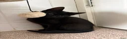 Mixed Breed cats for sale: Kittens looking for new homes - Advert 18