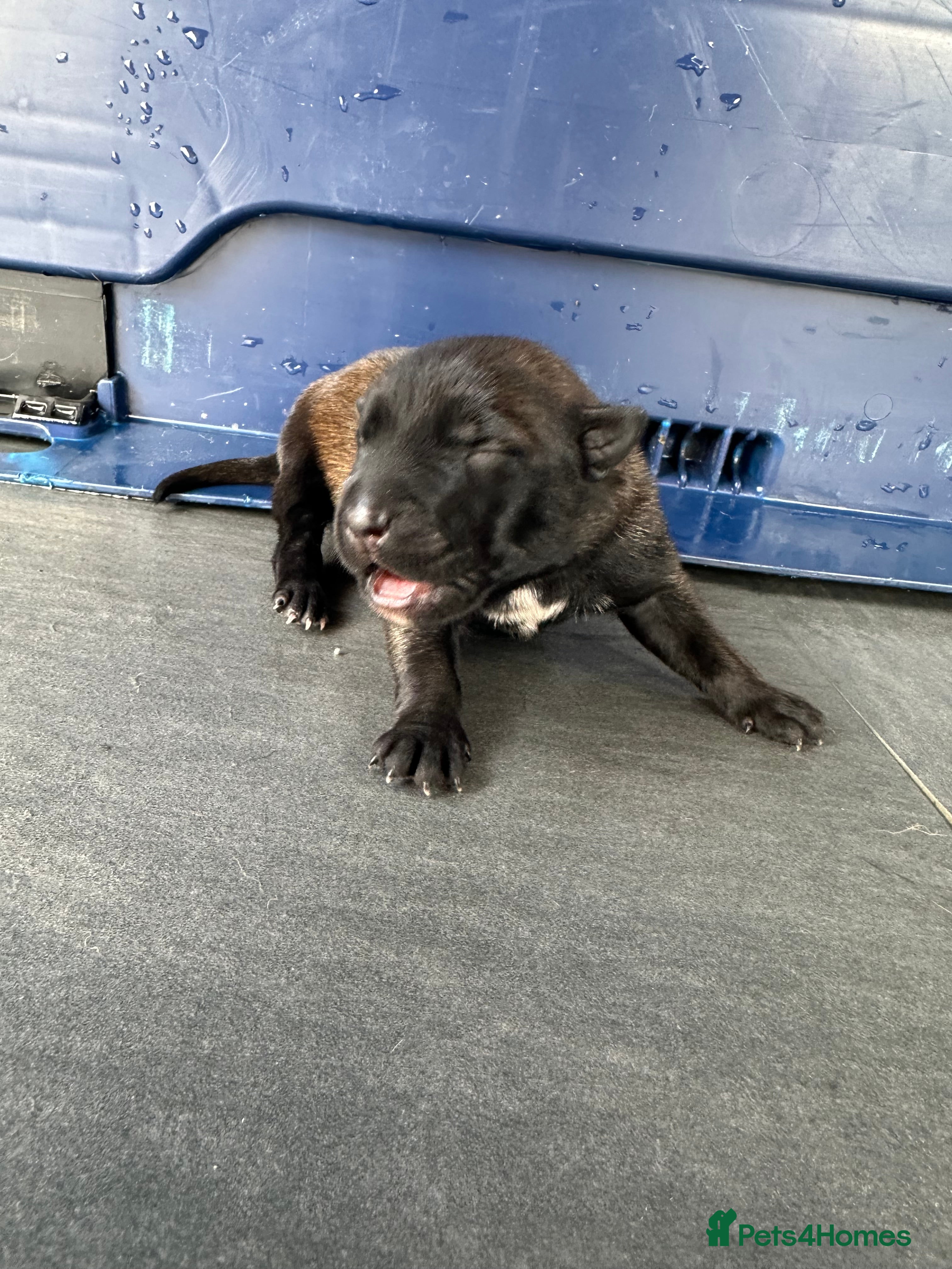 Belgian Shepherd Dog dogs Purebred Belgian Malinois Pups - Advert 2