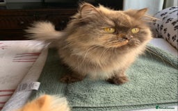 British Longhair cats for sale: British long hair female  - Image 9