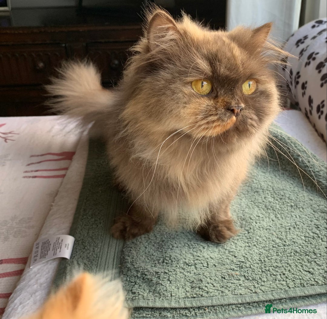 British Longhair cats for sale: British long hair female  - Image 9