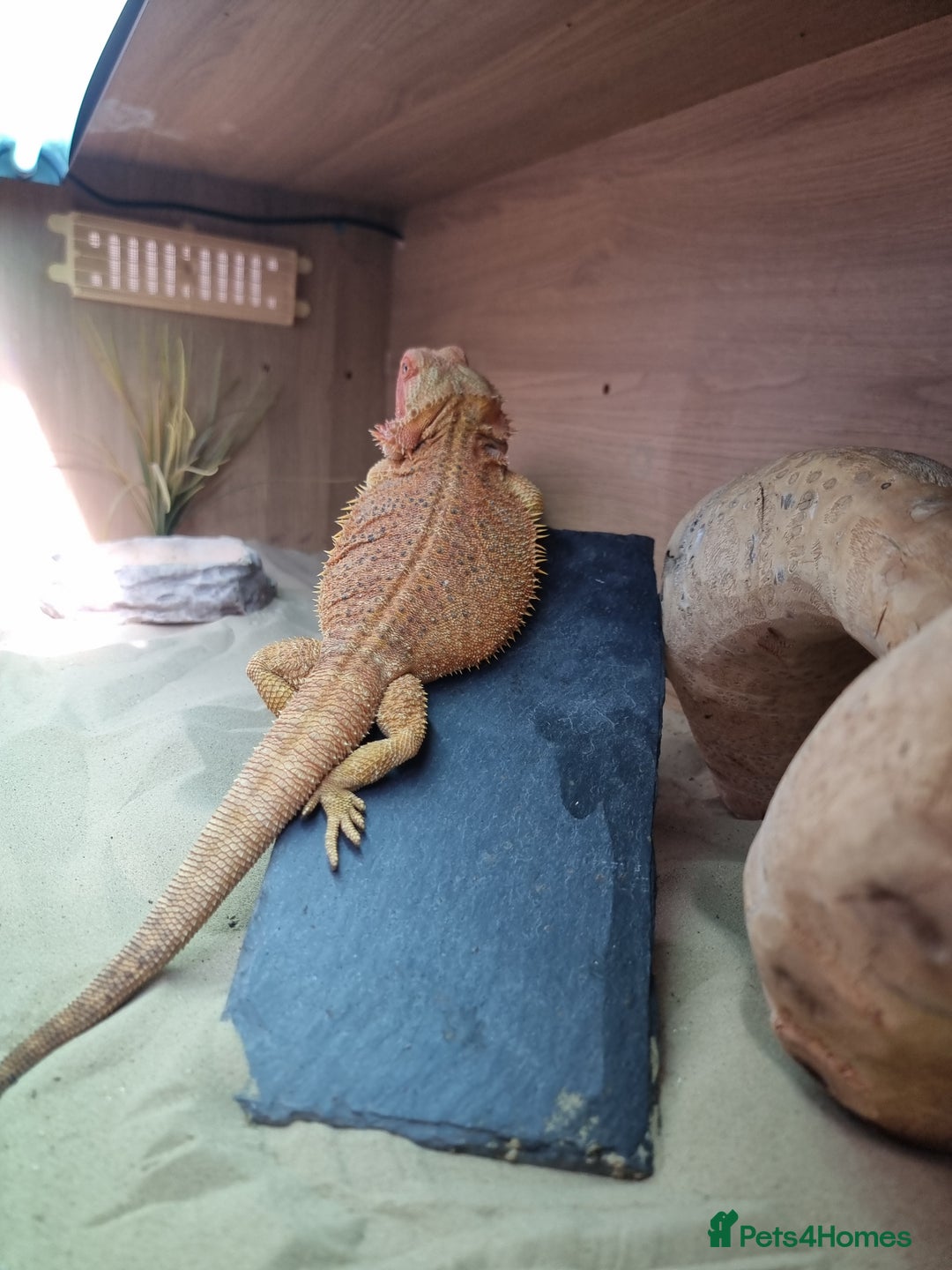 Bearded Dragon reptiles for sale: Bearded dragon and setup looking to be rehomed - Advert 2