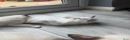 Ragdoll cats for sale: Blue Linx bi colour Ragdoll boy  - Advert 6