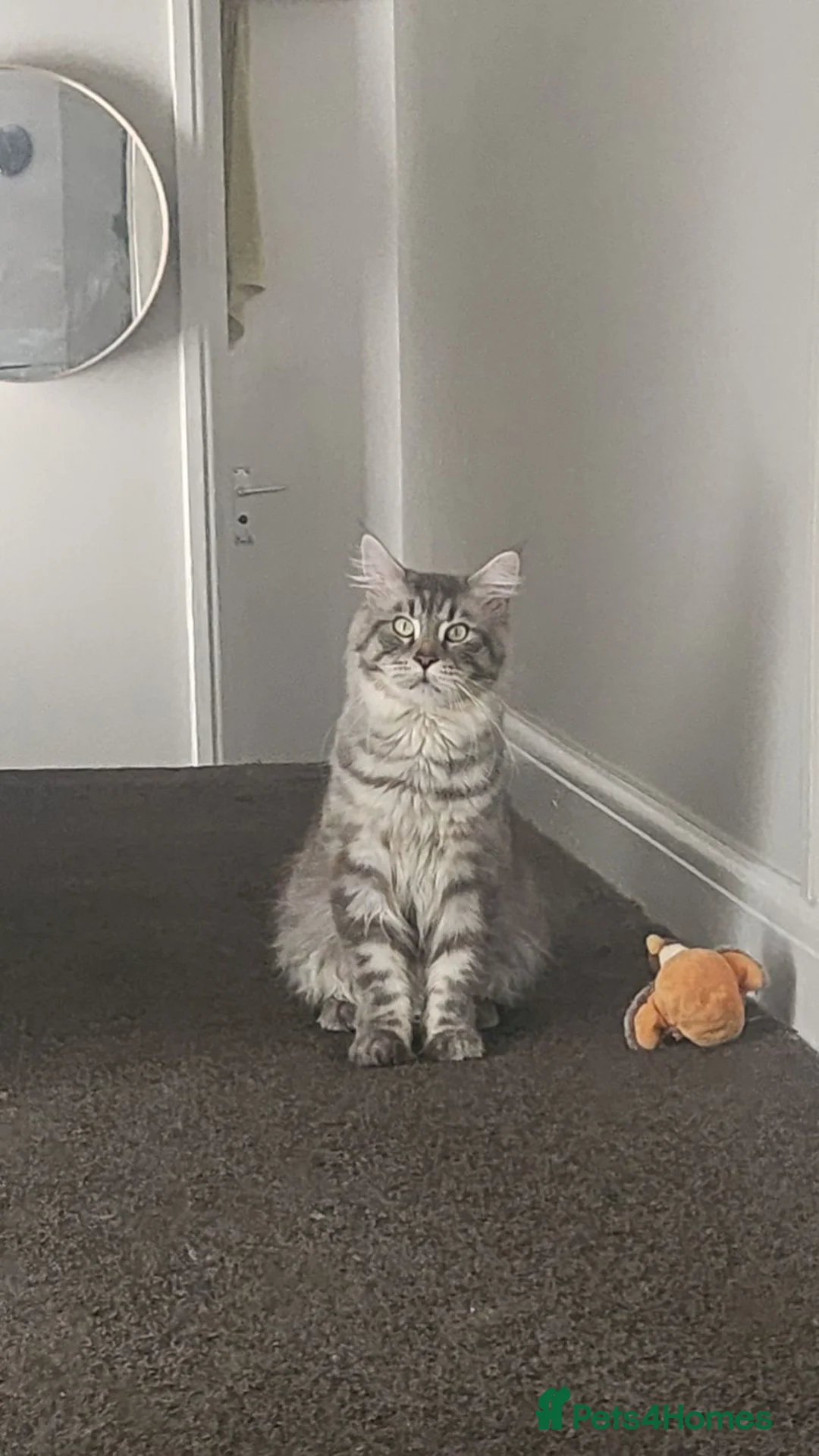 Maine Coon cats for sale: Stunning Pure breed Maincoon kittens - Advert 2