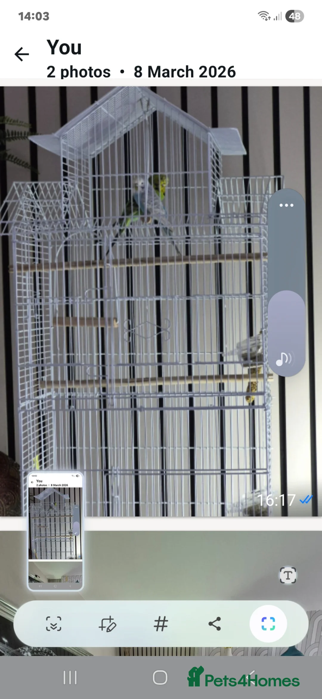 Budgerigars birds for sale: 2 budgies great little characters in Cramlington - Advert 2