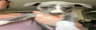 Whippet 3