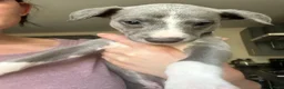 Whippet dogs for sale: KC registered whippet puppies  - Advert 13