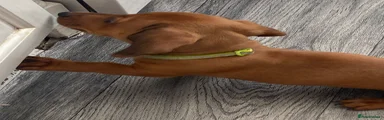 Dachshund 2