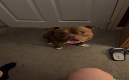 American Bully dogs for sale: Pocket bully  - Advert 1