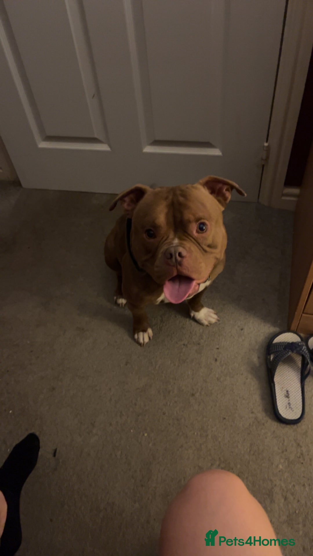 American Bully dogs for sale: Pocket bully  - Advert 1