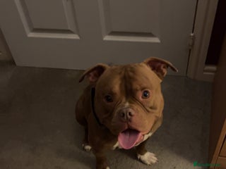 American Bully dogs for sale: Pocket bully - Advert 1