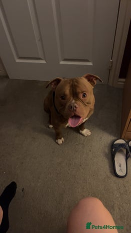 American Bully dogs Pocket bully - Advert 1