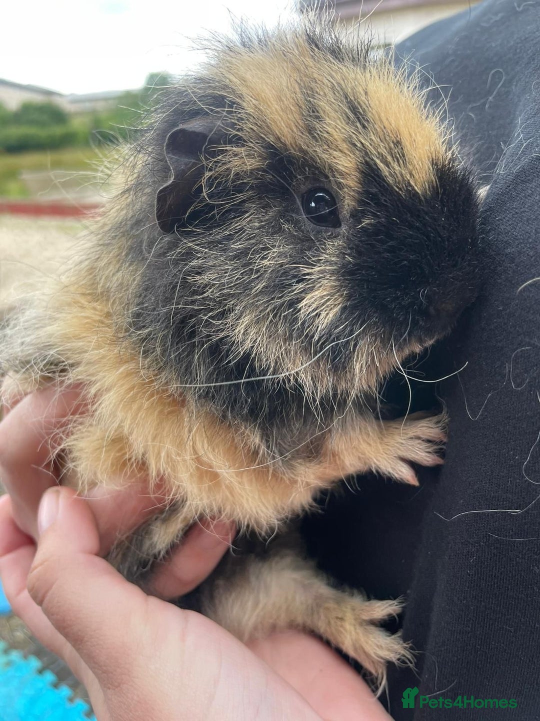 Guinea Pig rodents for sale: Guinea pigs  - Image 6