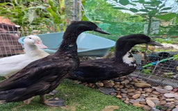 Ducks poultry for sale: 2 female and 1 male Ducks  - Image 8