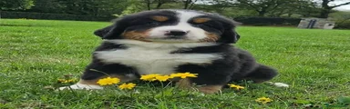 Bernese Mountain Dog 5