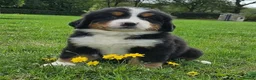 Bernese Mountain Dog dogs for sale: Quality Purebred Bernese Mountain Dog Pups  - Advert 6