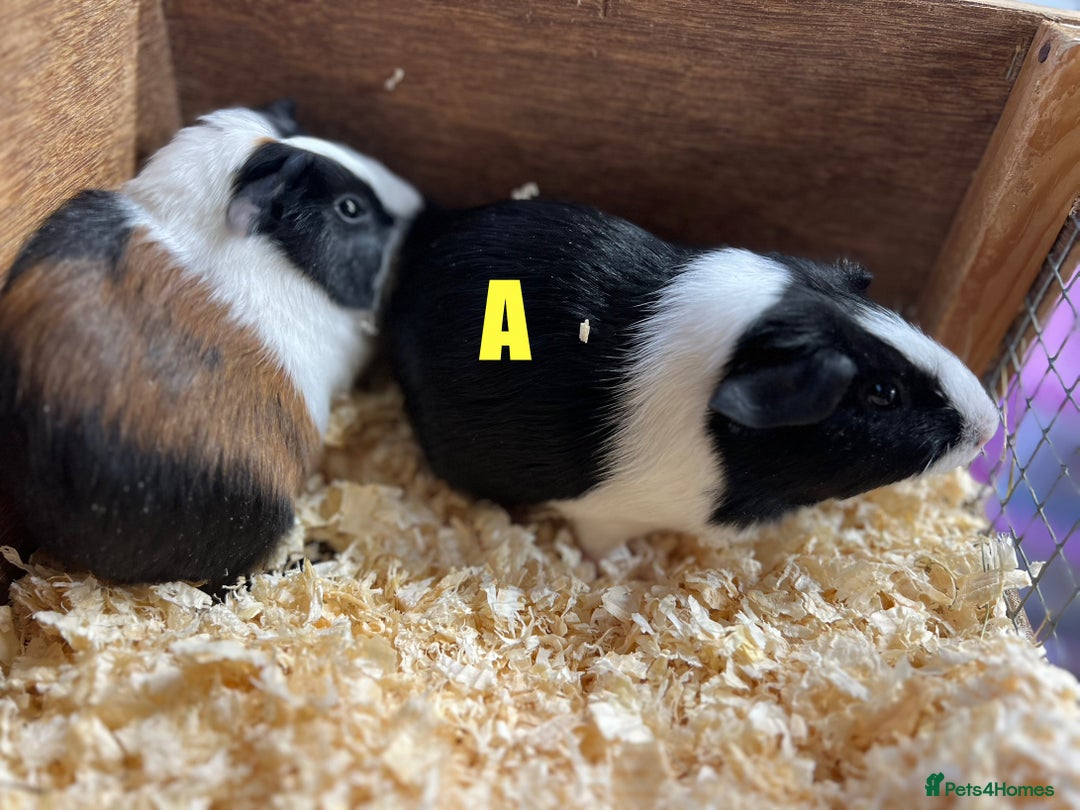 Guinea Pig rodents for sale: Boars and Sows - Image 8