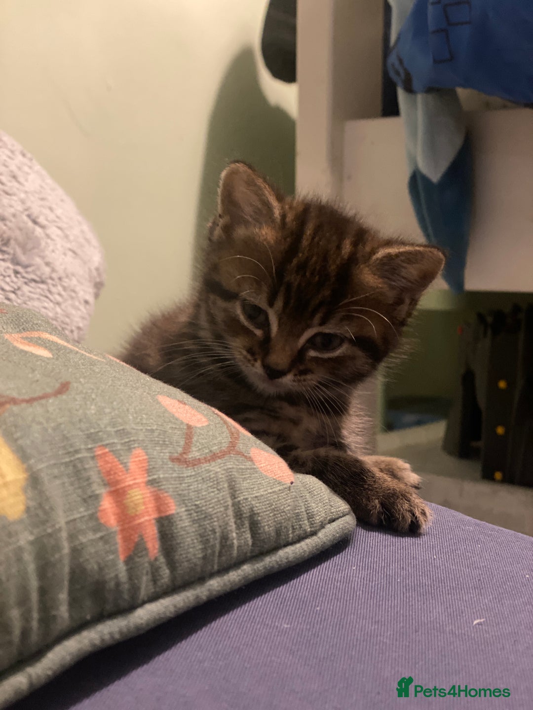 Mixed Breed cats for sale: 3 kittens available Portsmouth - Advert 17