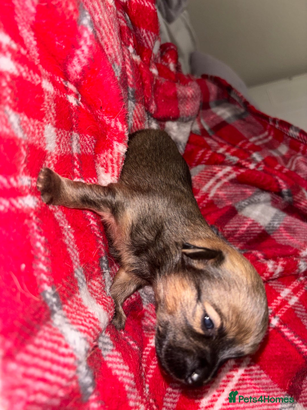 Chihuahua dogs for sale: Merle Chihuahuas 🩵 🩷 3 boys 2 girls available  - Advert 15