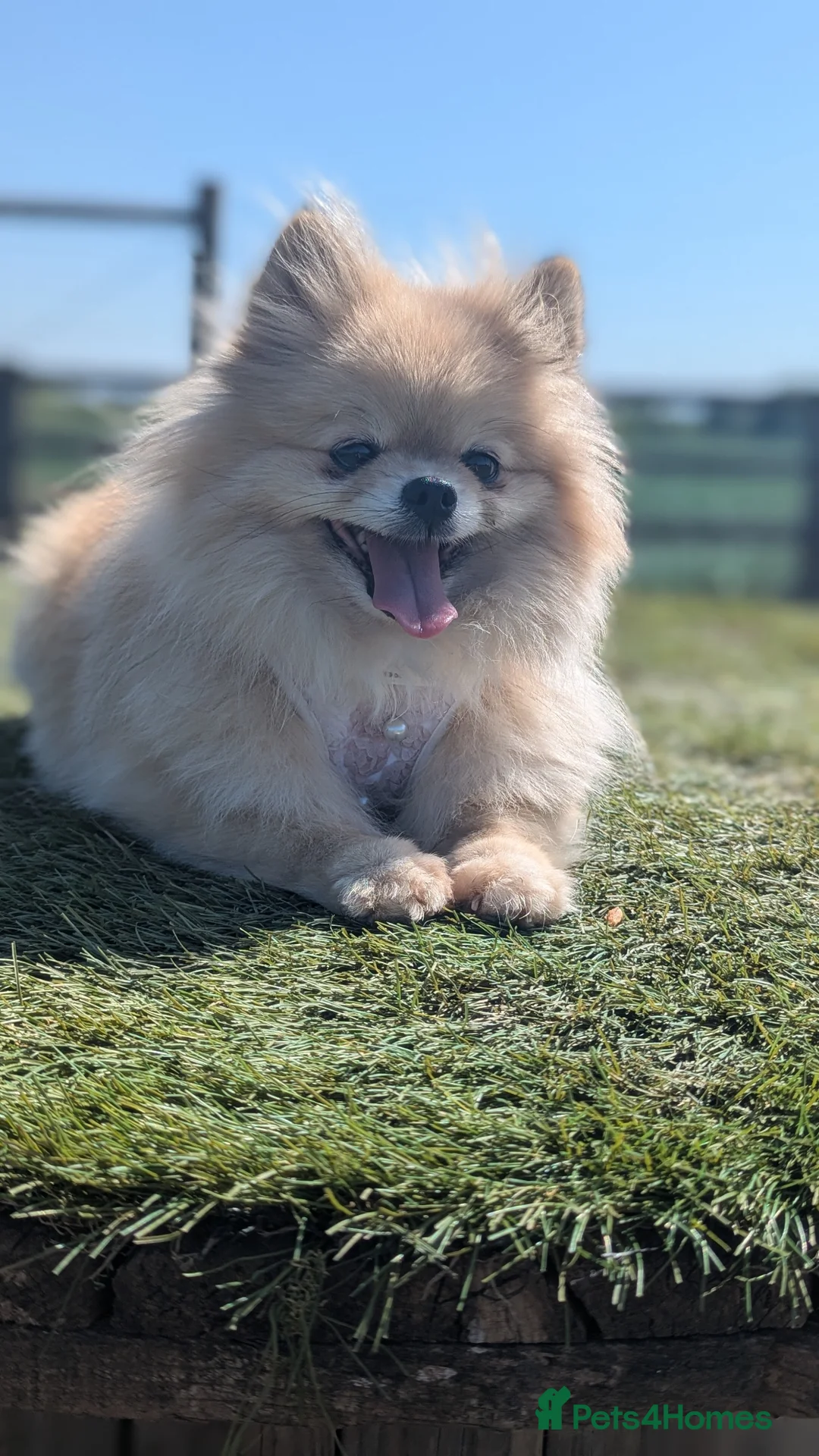 Pomeranian dogs for sale: Adorable Female Pomeranian seeking new home  - Advert 5