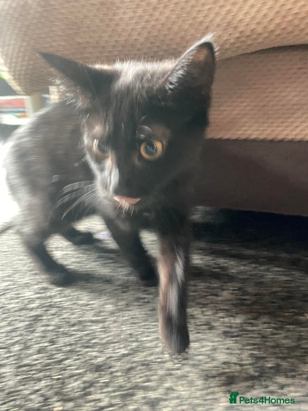 Domestic Shorthair cats for sale: Three Domestic Shorthairs (4 months) - Image 1