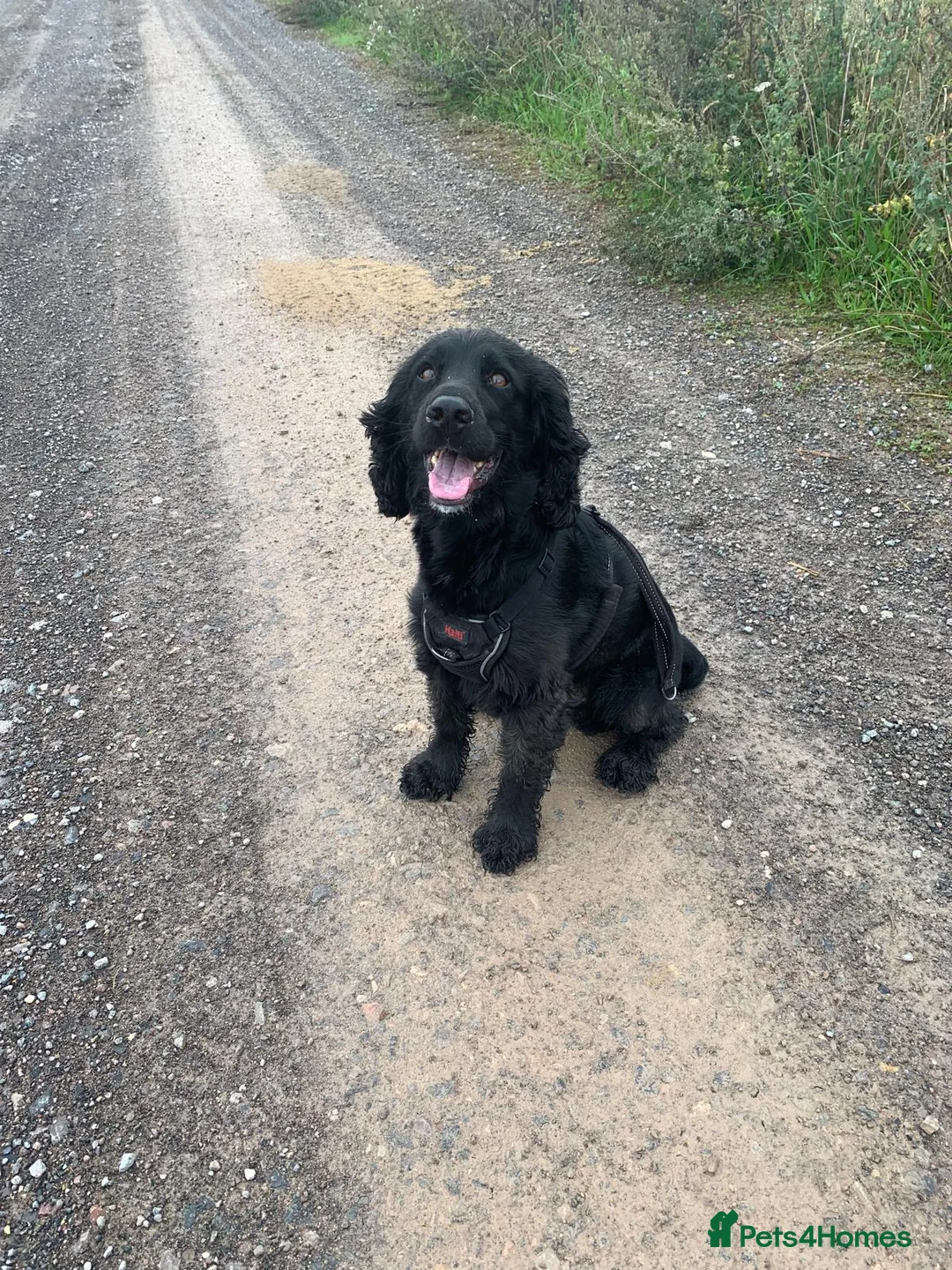 Sprocker dogs for stud: Sprocker stud - Advert 3