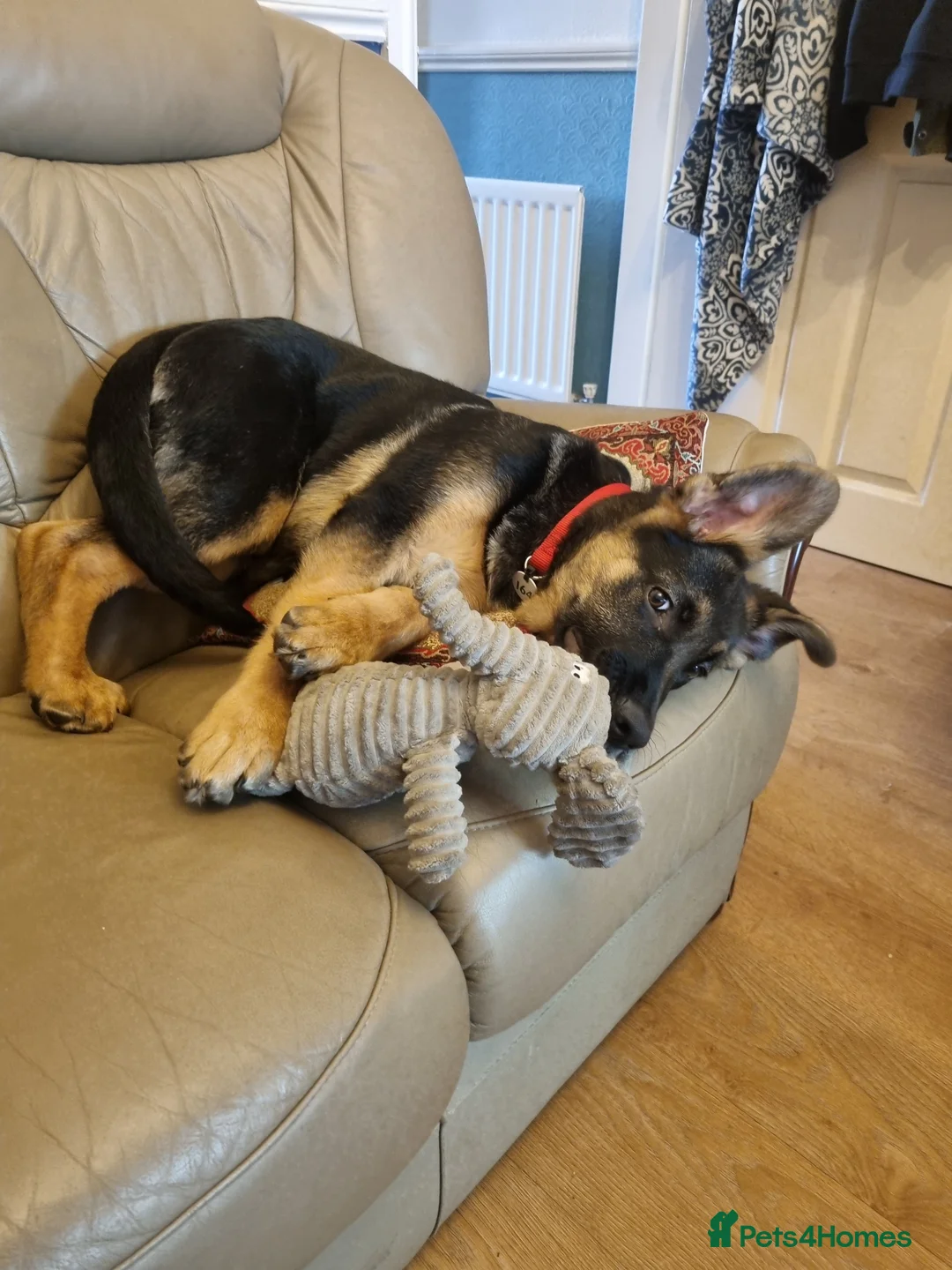 German Shepherd dogs for stud: Logan - Advert 15