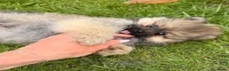 Pomeranian dogs for sale: Reduced price, last baby boy available - Advert 8