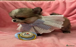 Pomchi dogs for sale: INCREDIBLE Thai/Korean pomchi READY 5th September  - Image 11
