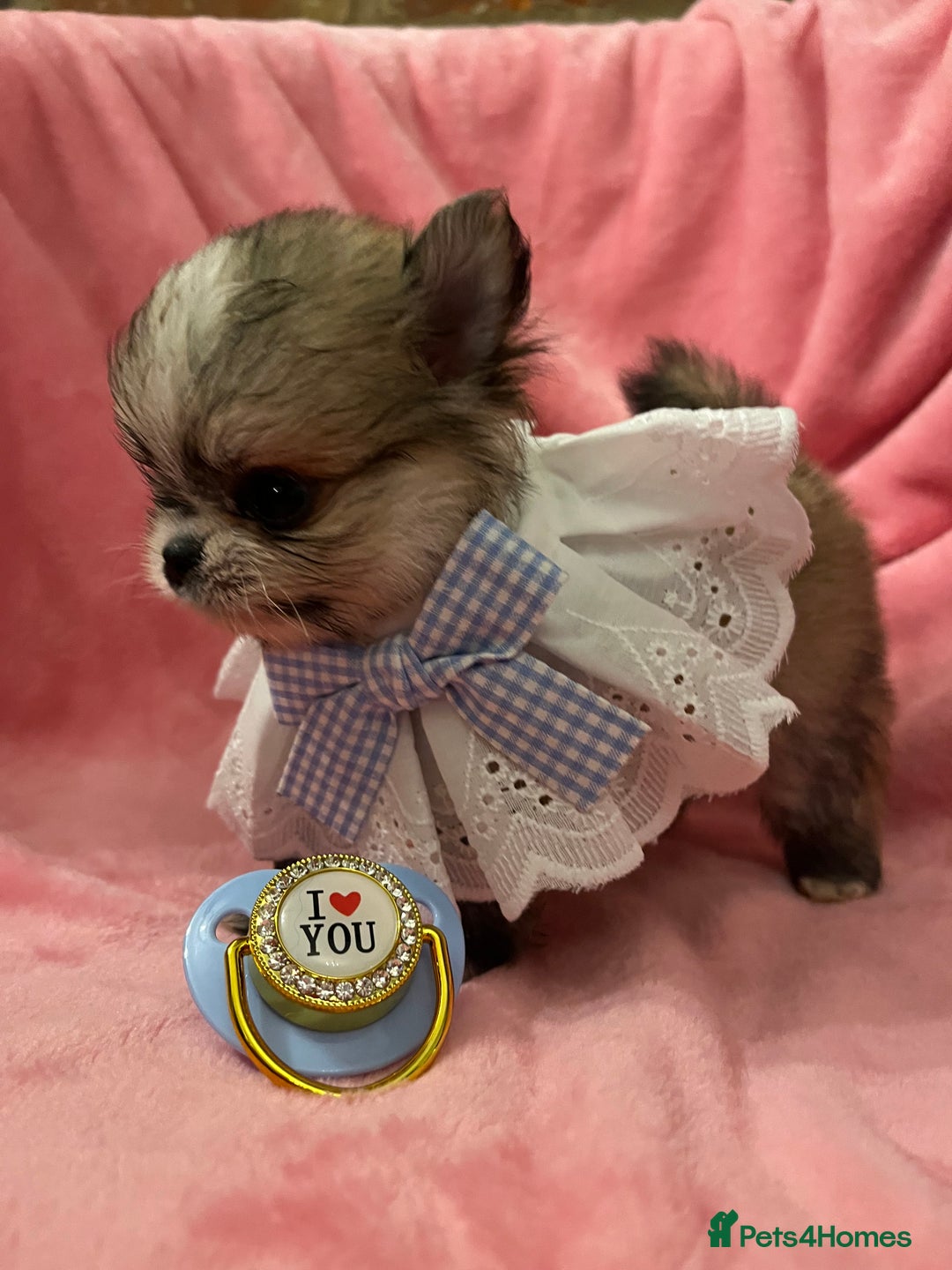 Pomchi dogs for sale: INCREDIBLE Thai/Korean pomchi READY 5th September  - Image 11