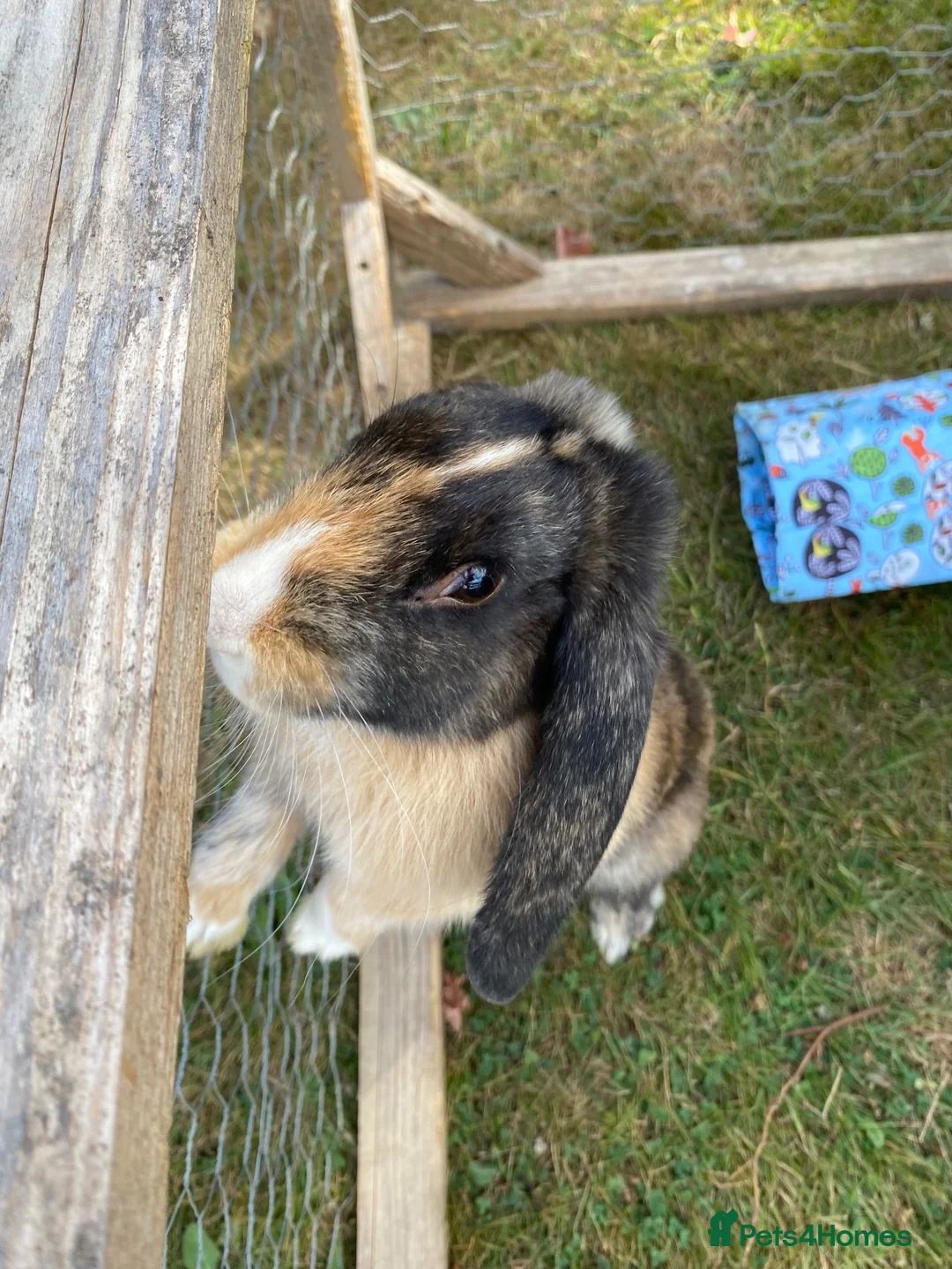 Mini Lop rabbits for sale: Three rabbits for sale - Advert 12