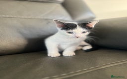Mixed Breed cats for sale: Kittens  - Image 2