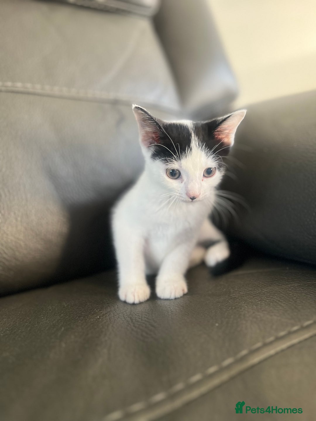 Mixed Breed cats for sale: Kittens  - Image 2