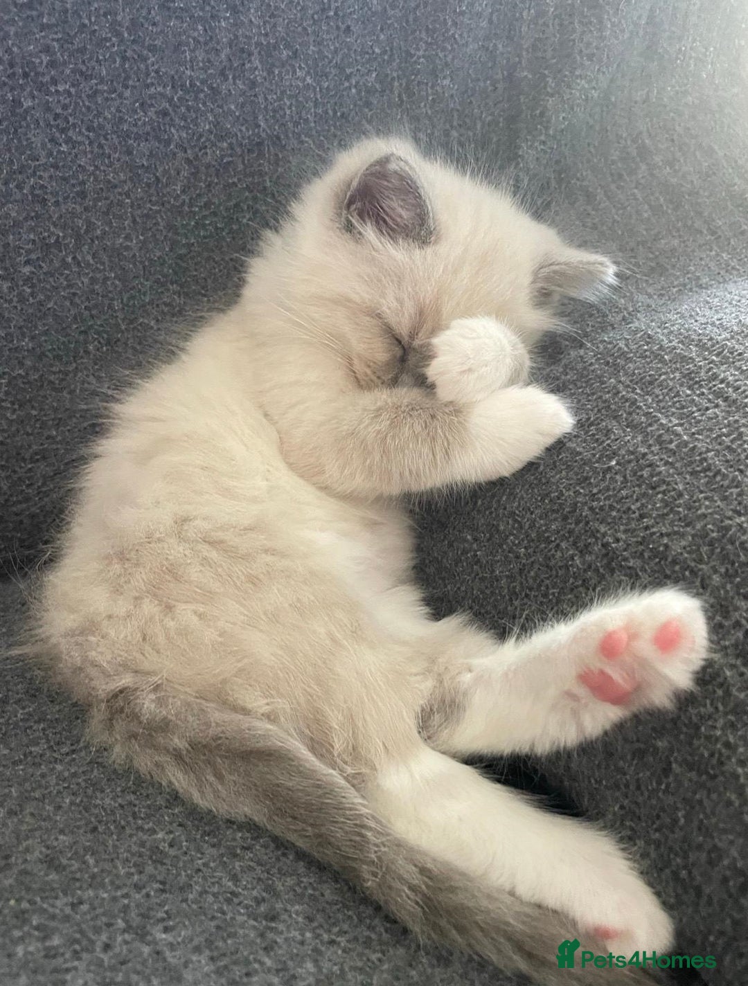 Ragdoll cats for sale: Honest playful rag dolls  up for new homes - Image 4