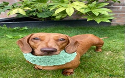 Miniature Dachshund dogs for sale: Red dapple miniature dachshund, beautiful female - Image 4