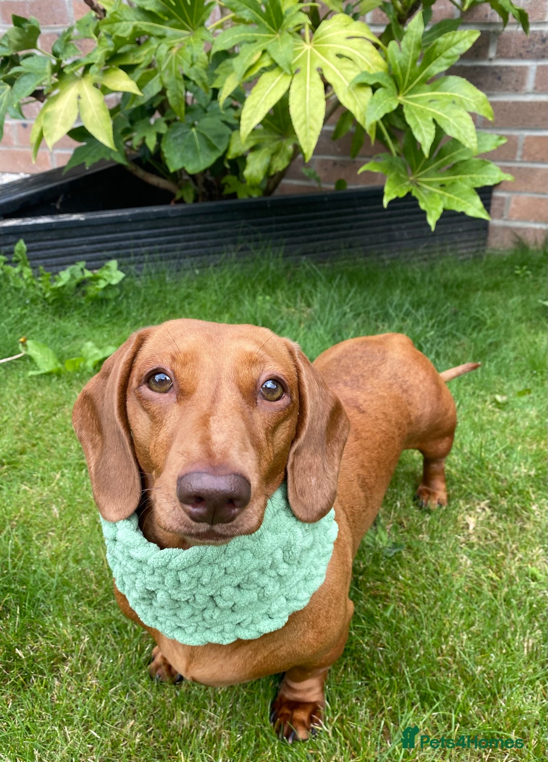 Miniature Dachshund dogs for sale: Red dapple miniature dachshund, beautiful female - Image 4