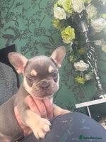 French Bulldog dogs - Advert 7