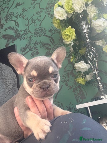 French Bulldog dogs - Advert 1