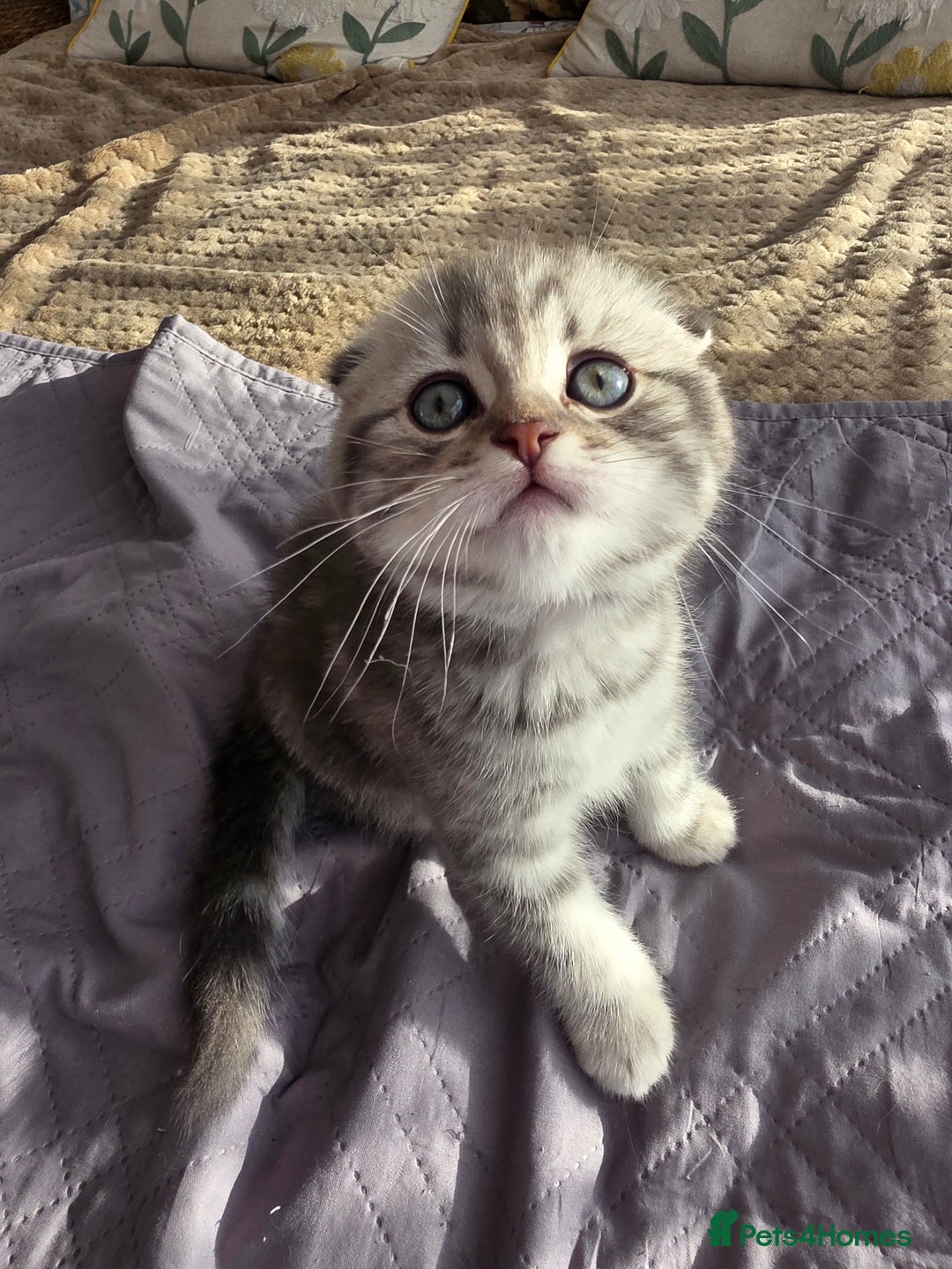 Scottish Fold cats for sale: Tabby Scottish Fold Kittens - Advert 39