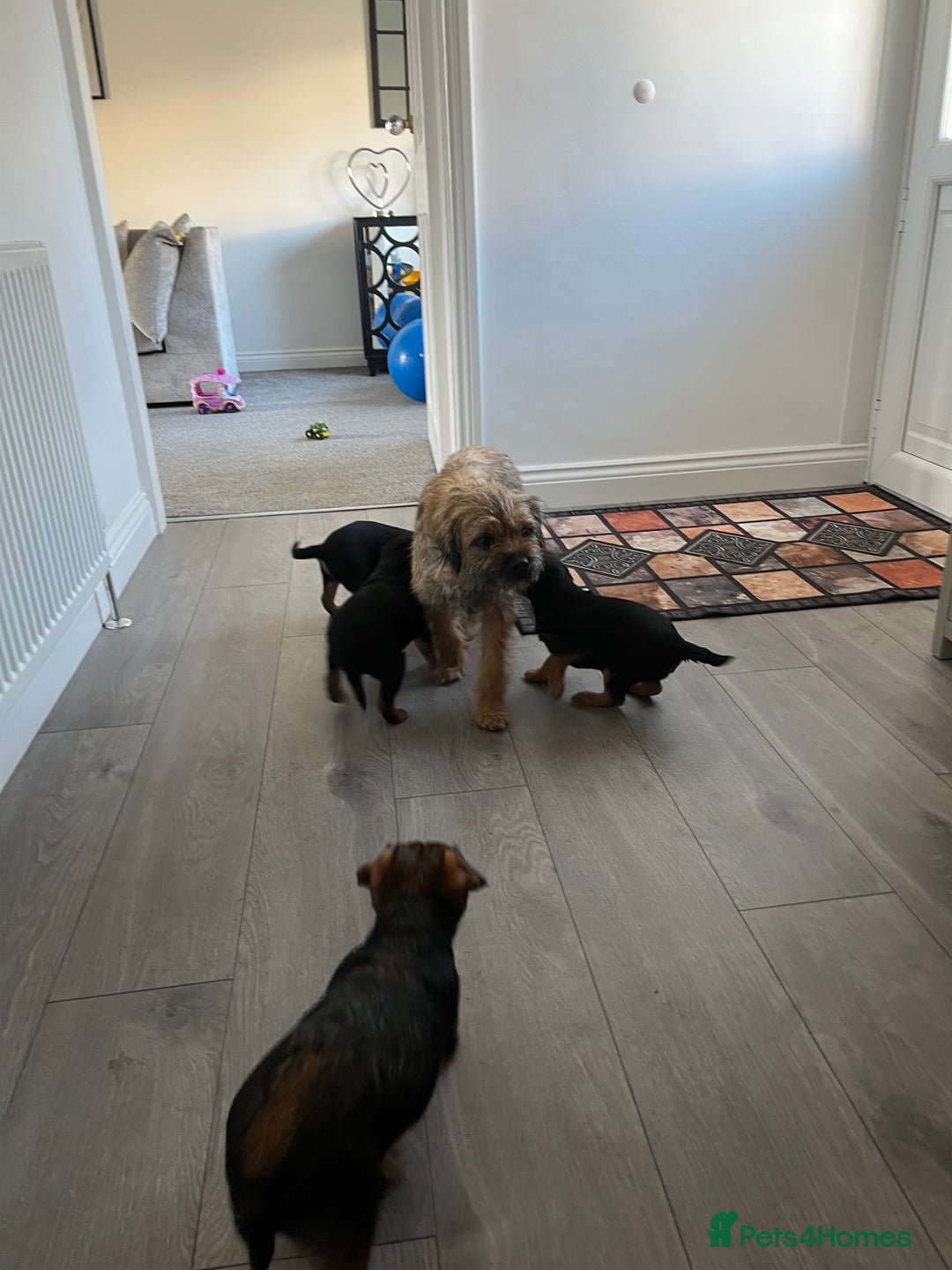 Border Terrier dogs for sale: 🐾 Adorable Border Terrier Puppies! 🐾 - Advert 5