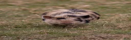 Pig livestock for sale: 6 - Kune Kune Pigs  - Advert 2