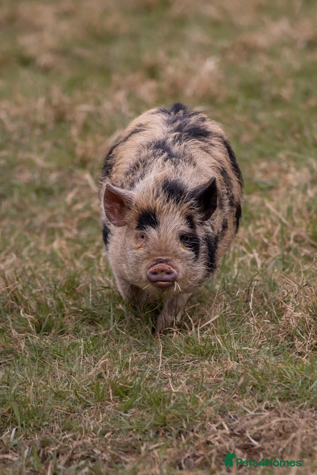 Pig livestock for sale: 6 - Kune Kune Pigs  - Advert 2