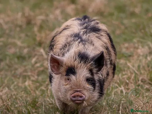 Pig livestock for sale: 3 - Kune Kune Pigs - Advert 1