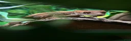Gecko reptiles for sale: Female Harlequin Created Gecko in Aldershot - Advert 11