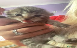 Mixed Breed cats for sale: Kittens for sale - Image 14