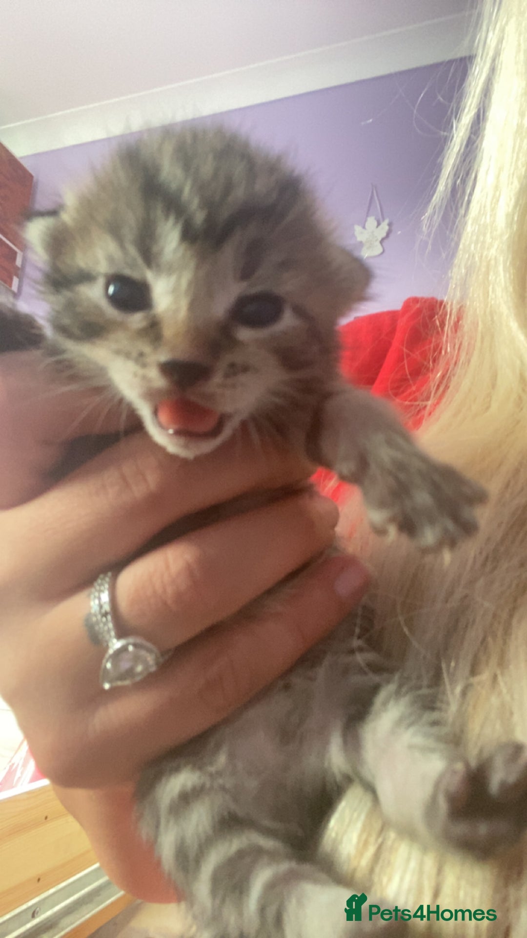 Mixed Breed cats for sale: Kittens for sale - Image 14